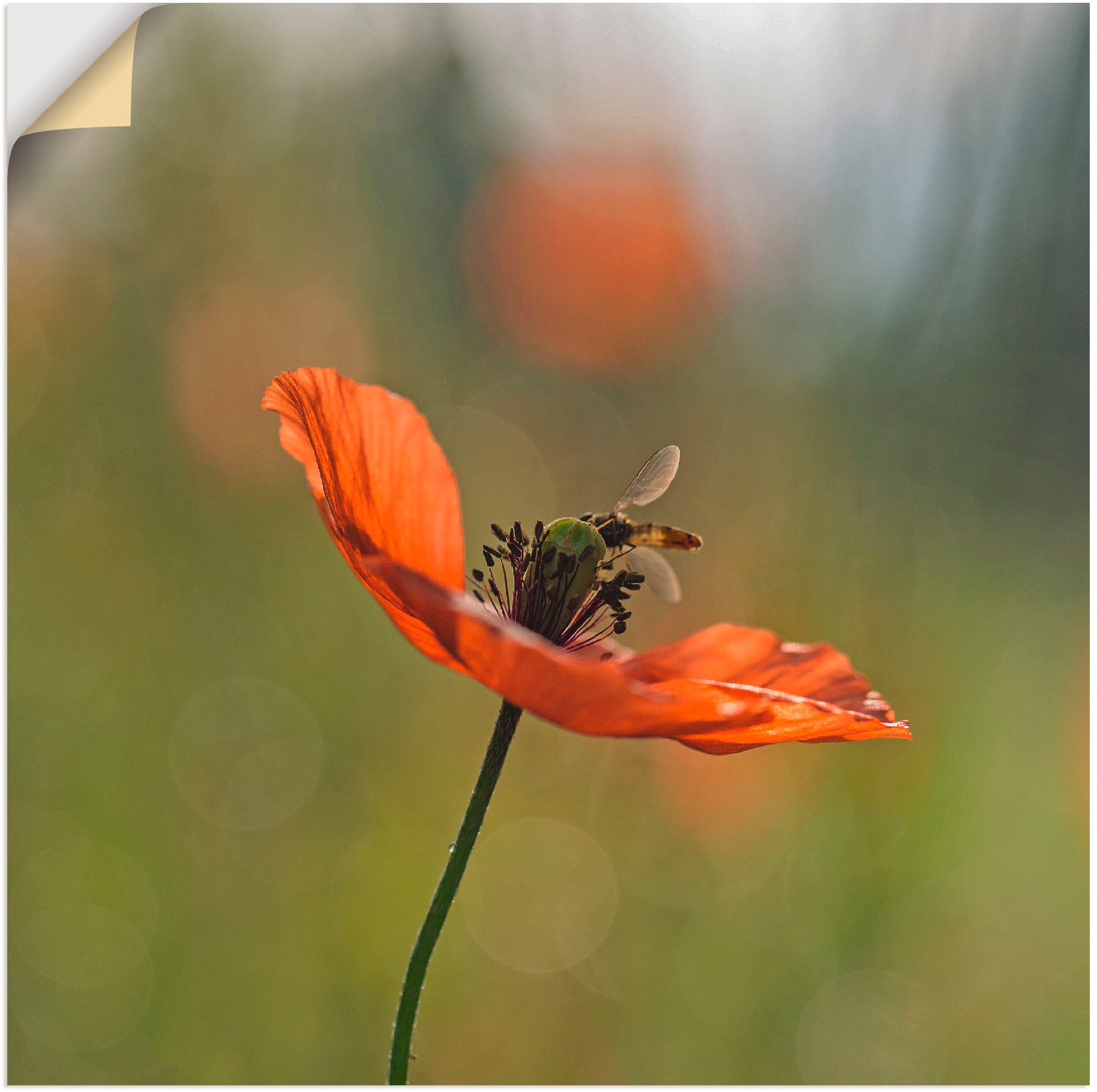 Artland Wandbild »Sommerfeeling«, Blumen, (1 St.), in vielen Größen & Produktarten -Leinwandbild, Poster, Wandaufkleber / Wandtattoo auch für Badezimmer geeignet