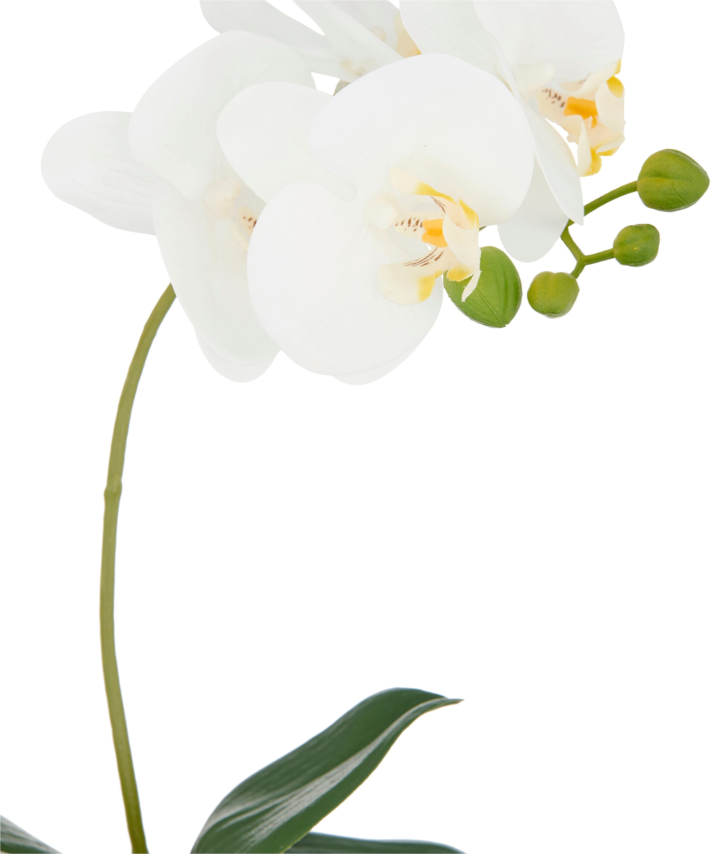 Creativ green Kunstorchidee »Phalaenopsis« mit Real-Touch-Blüten