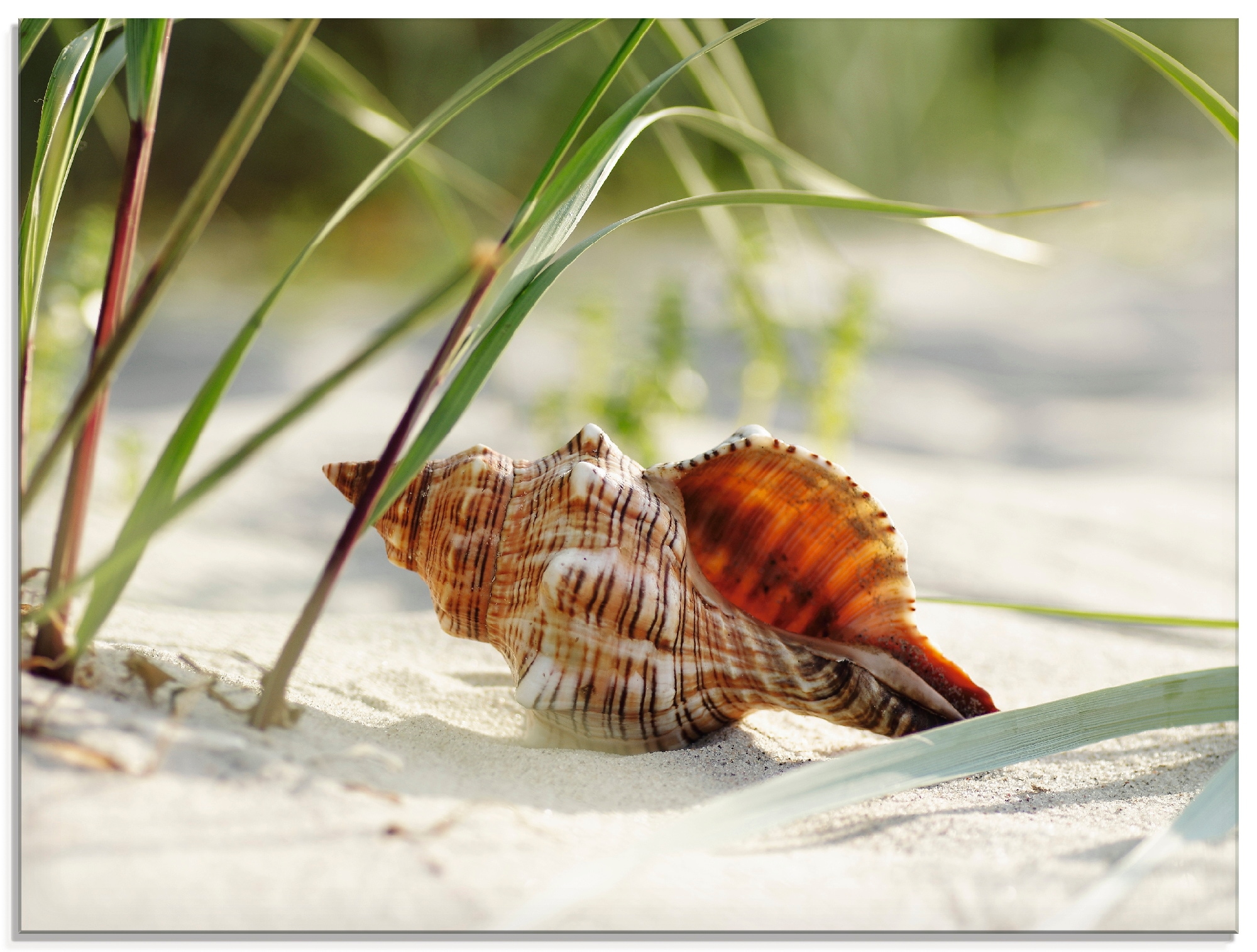 Artland Glasbild »Große Muschel am Strand«, Wassertiere, (1 St.), in verschiedenen  Größen kaufen online bei OTTO