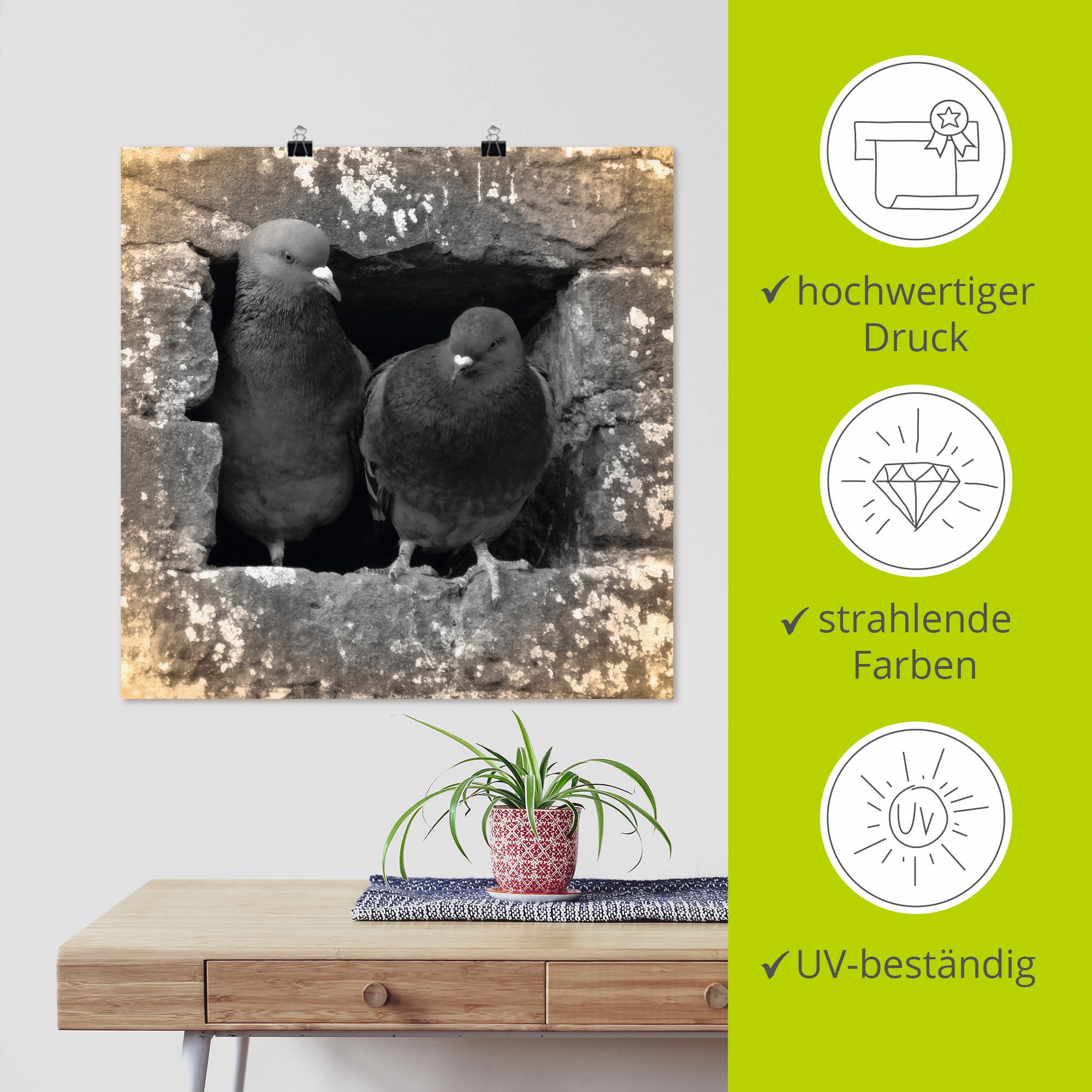 Artland Wandbild »Tauben Liebe« Vögel 1 Stk. tlg. als Alubild, Outdoorbild, Leinwandbild, Poster in verschied. Größen