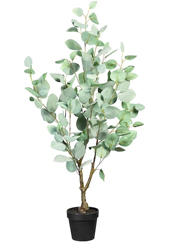 Creativ green Künstliche Zimmerpflanze »Eukalypthus«, (1 St.) kaufen