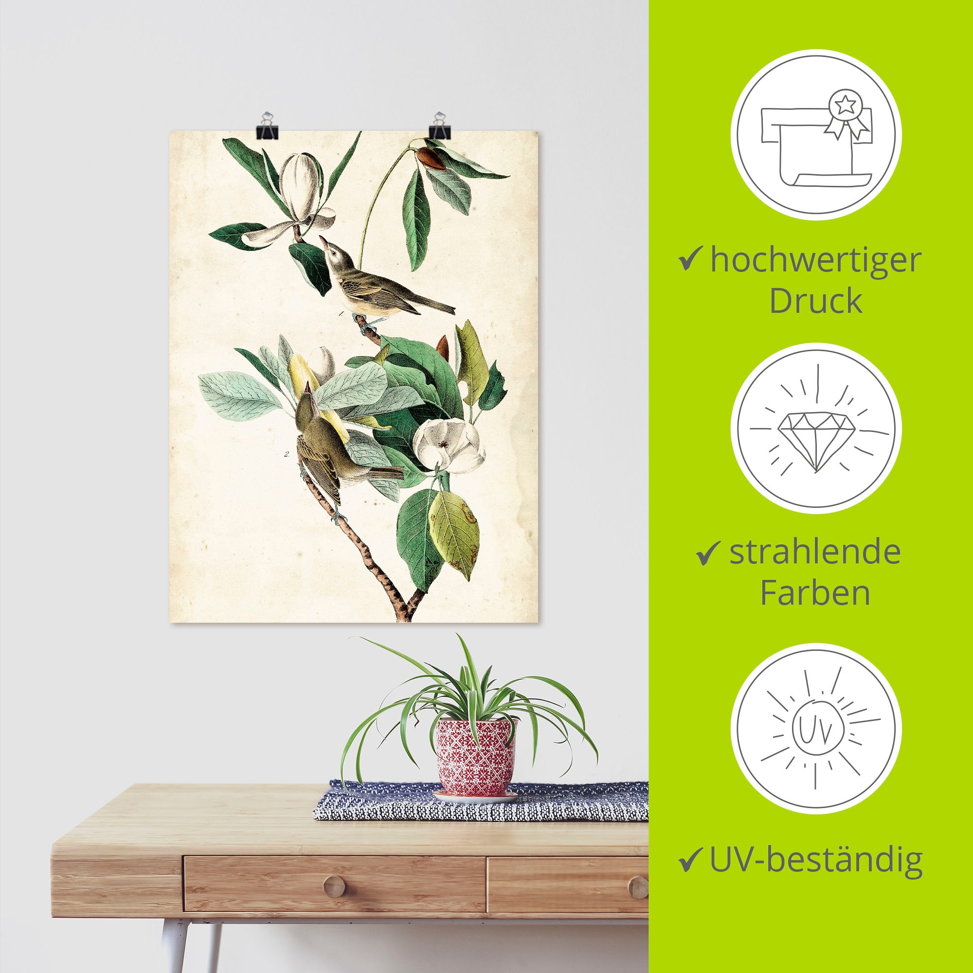 Artland Poster »Sängervireo«, Vögel, (1 St.), als Alubild, Leinwandbild, Wandaufkleber oder Poster in versch. Größen