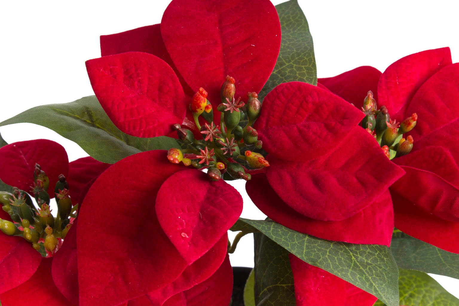 Botanic-Haus Kunstblume »Poinsettie mit im Online 6 (1 St.) Shop OTTO Blüten«, kaufen