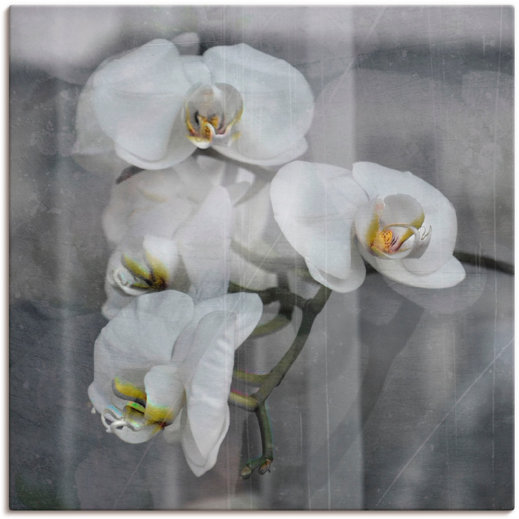 Artland Wandbild »Weisse Orchideen - white Orchid«, Blumen, (1 St.)