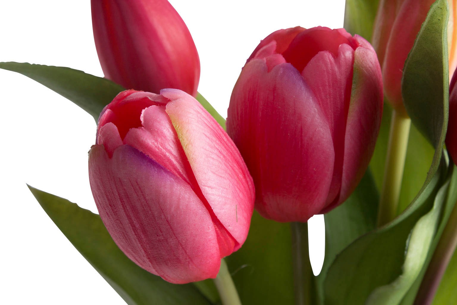 DELAVITA Kunstblume »Willa«, (Set, 7 St.), Tulpenbündel im 7er-Set