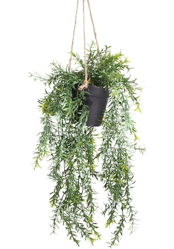 Botanic-Haus Künstliche Zimmerpflanze »Asparagus-Hängeampel«, (1 St.) kaufen