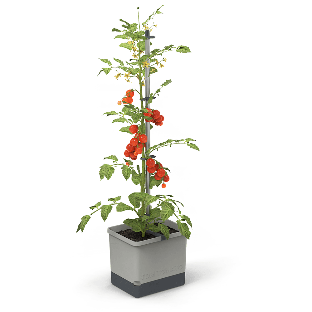 Gusta Garden Pflanzkübel »Tom Tomato«