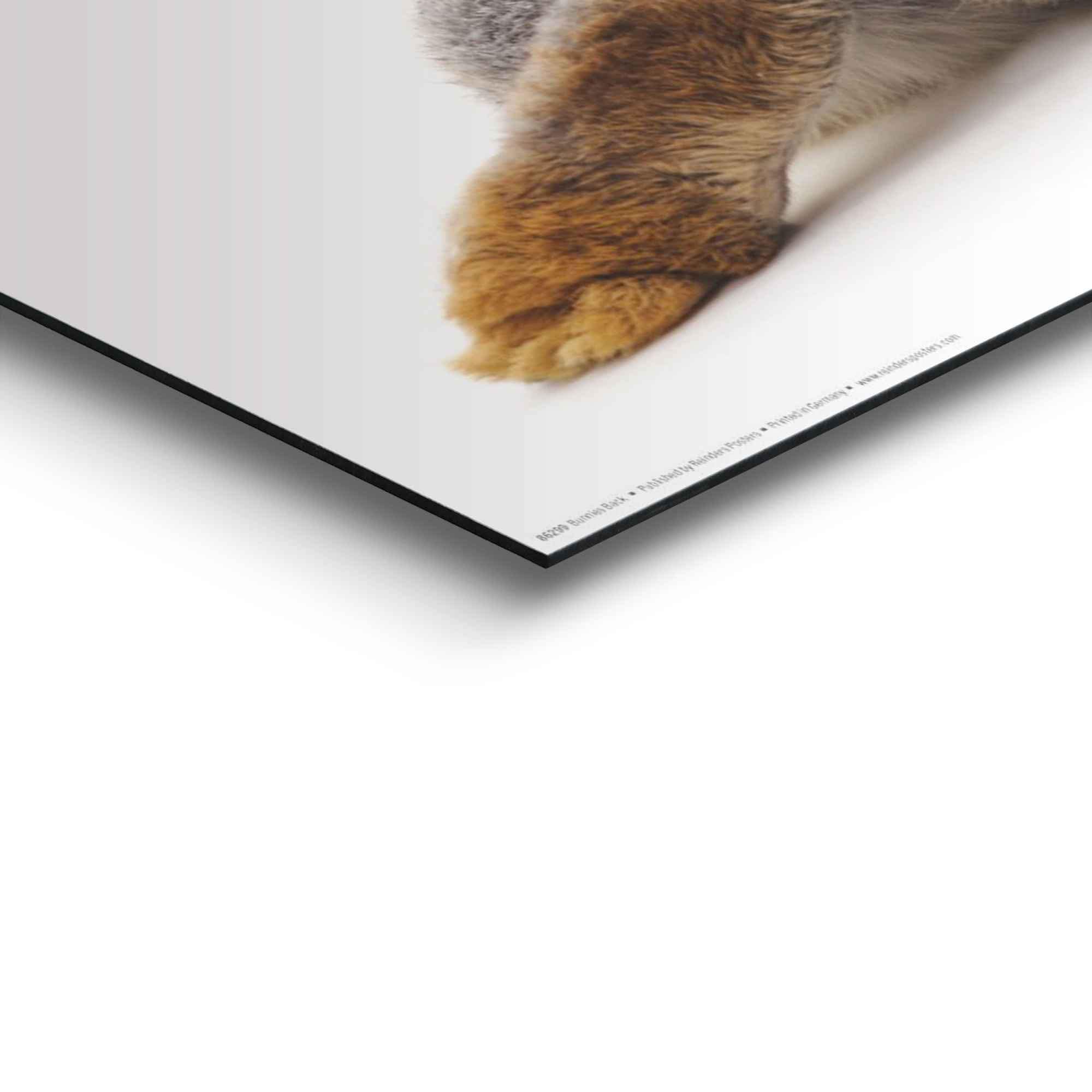 Reinders! Wandbild »Wandbild - - Online Shop Hasen, OTTO Hase Relax«, Rabbit Kaninchen Schwanz (1 St.) im 