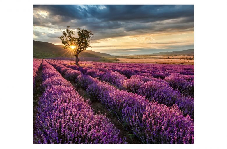 Herd-Abdeckplatte »Lavendel Blumen Sonnenaufgang«, (1 tlg.), moderne Schutzplatte