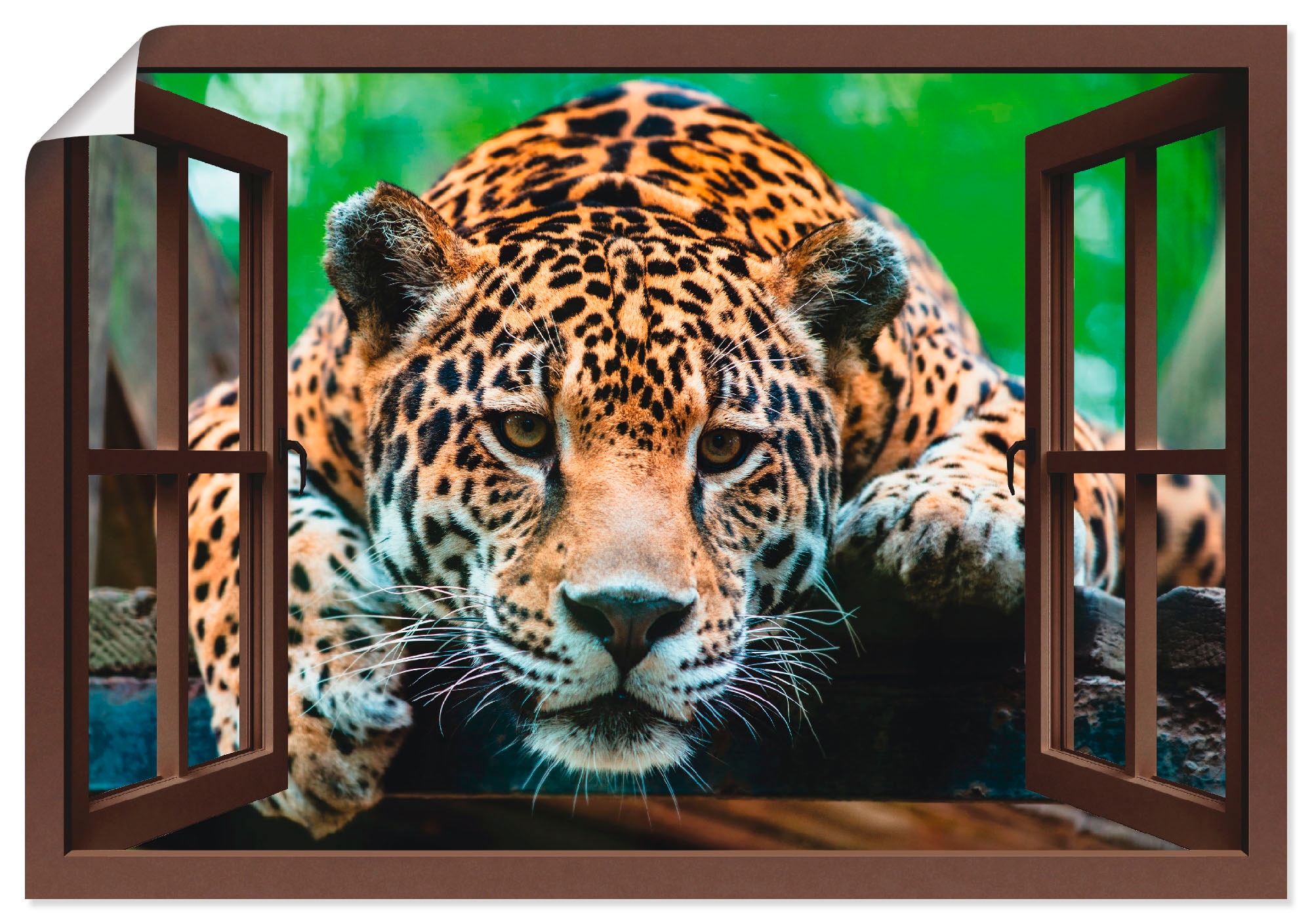 Poster »Fensterblick - Südamerikanischer Jaguar«, Wildtiere, (1 St.), als Alubild,...