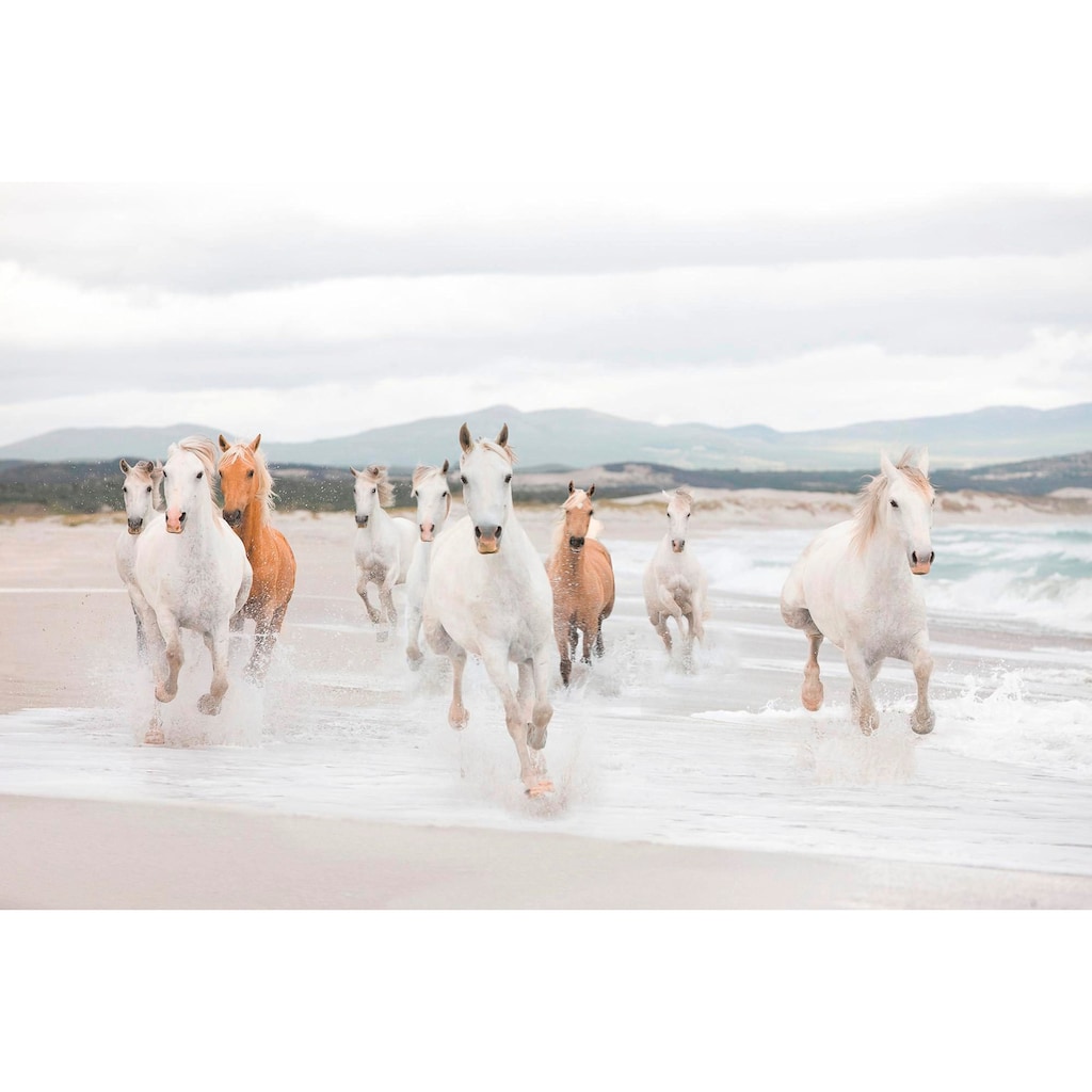 Komar Fototapete »White Horses«