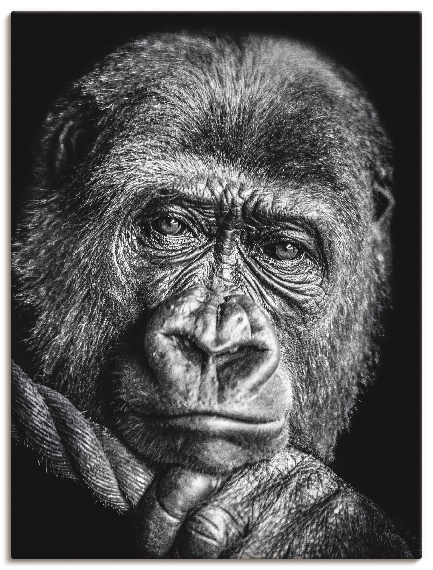 Größen Alubild, »Gorilla«, Leinwandbild, OTTO Wildtiere, Wandaufkleber Wandbild Poster oder Artland versch. bei St.), in (1 als