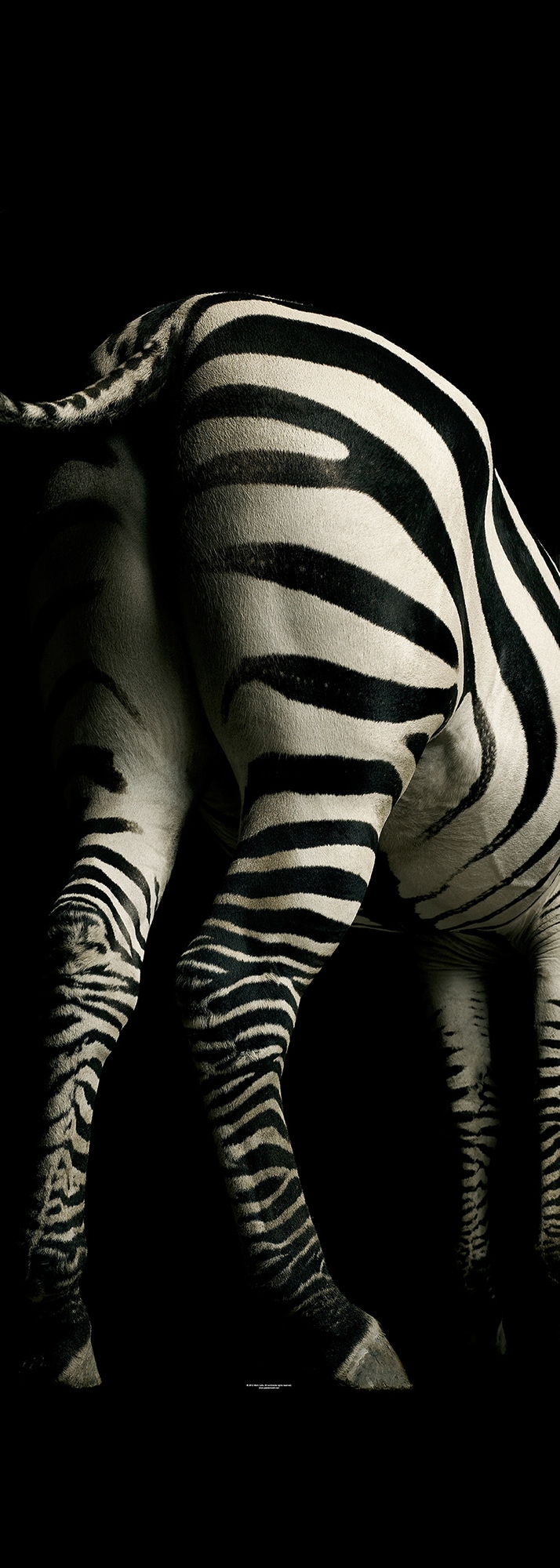 Fototapete »Zebra«, Zebra Tapete Fototapete Zebra Panel 1,00m x 2,80m Schwarz Weiß