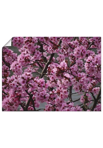 Artland Wandbild »Japanische Zierkirschen Blüte«, Bäume, (1 St.), als Alubild,... kaufen
