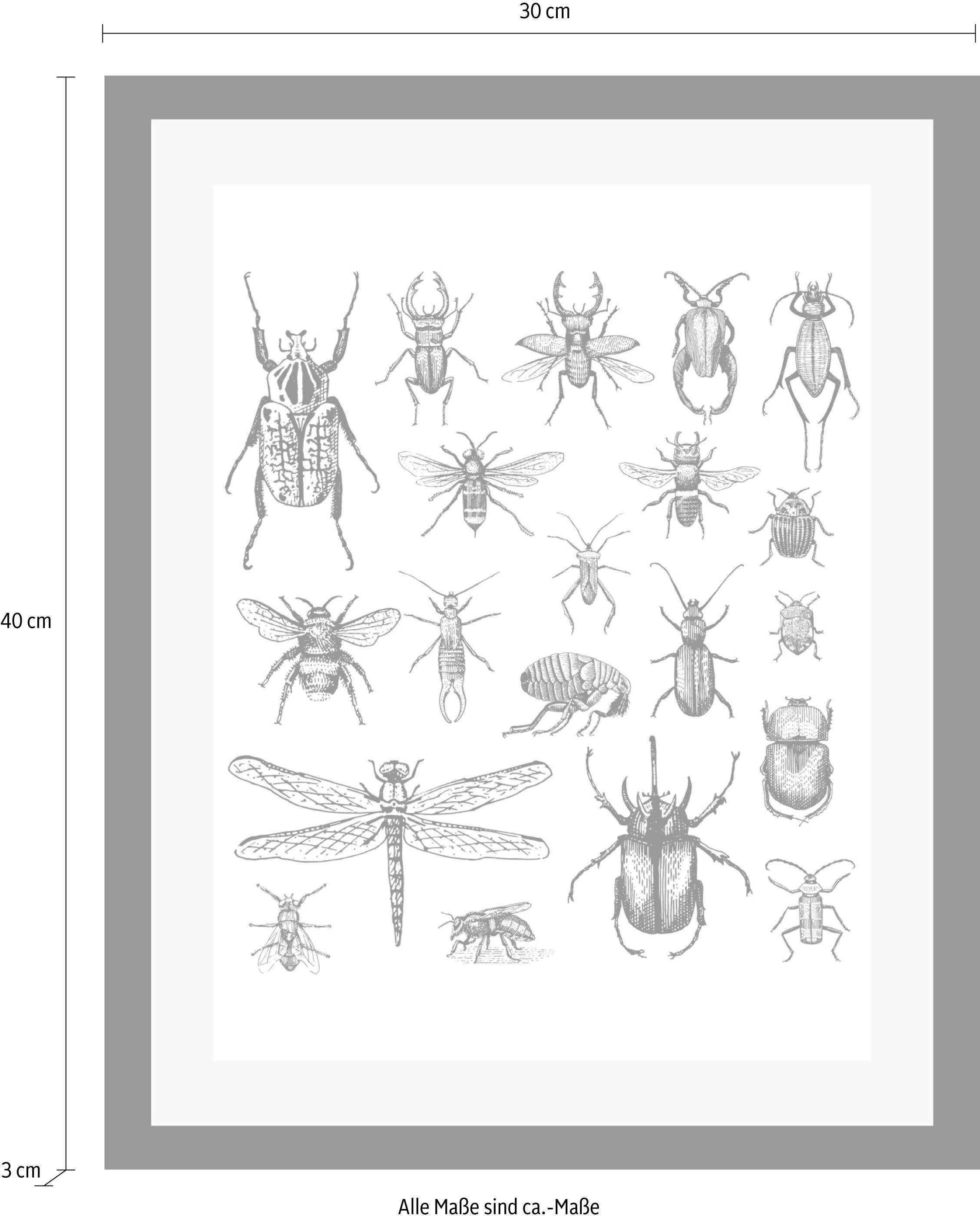 queence Bild »Käfer« Insekten | Kunst | Schwarz-Weiß | Tiere HD Premium Poster-Druck inkl. Holzrahmen