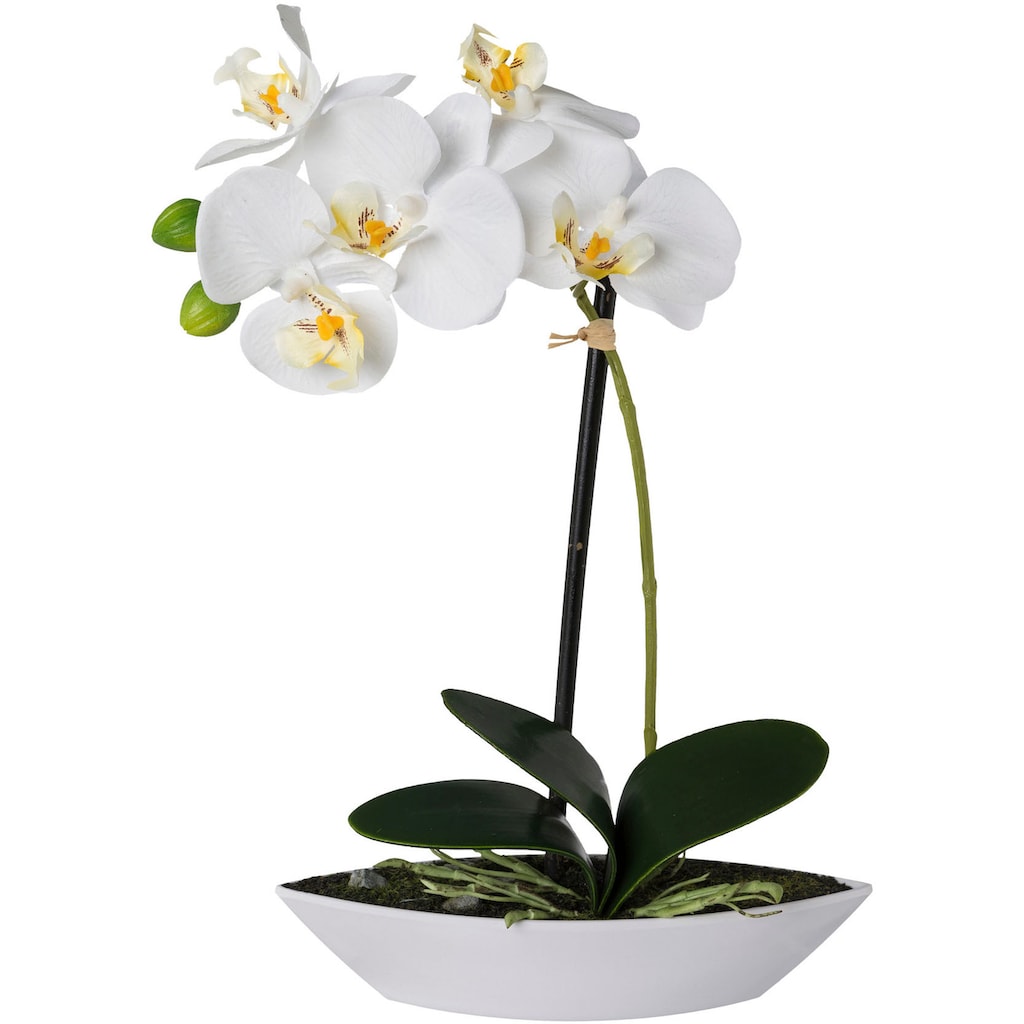 Creativ green Kunstorchidee »Phalaenopsis«