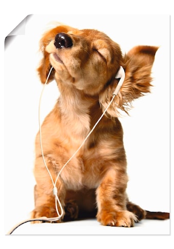 Artland Wandbild »Junger Hund hört Musik über Kopfhörer«, Haustiere, (1 St.), in... kaufen