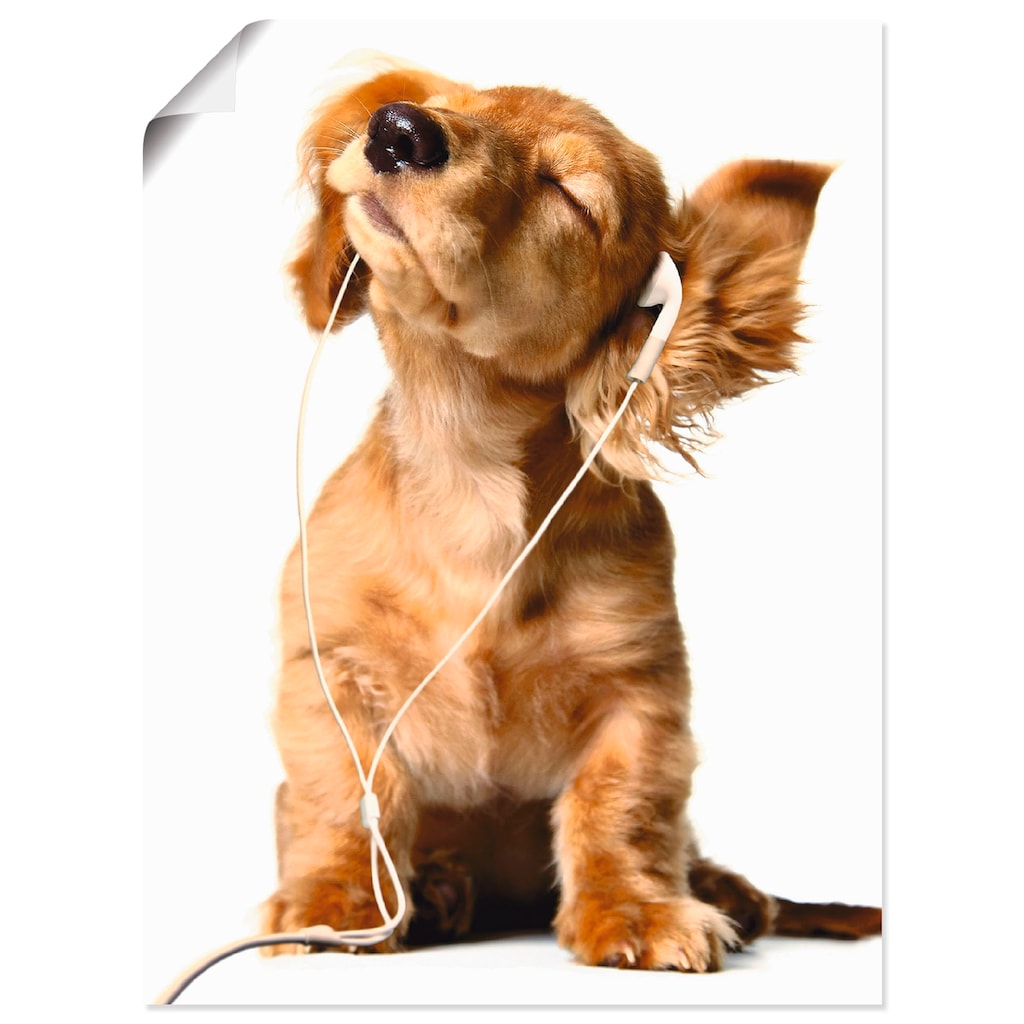 Artland Wandbild »Junger Hund hört Musik über Kopfhörer«, Haustiere, (1 St.)