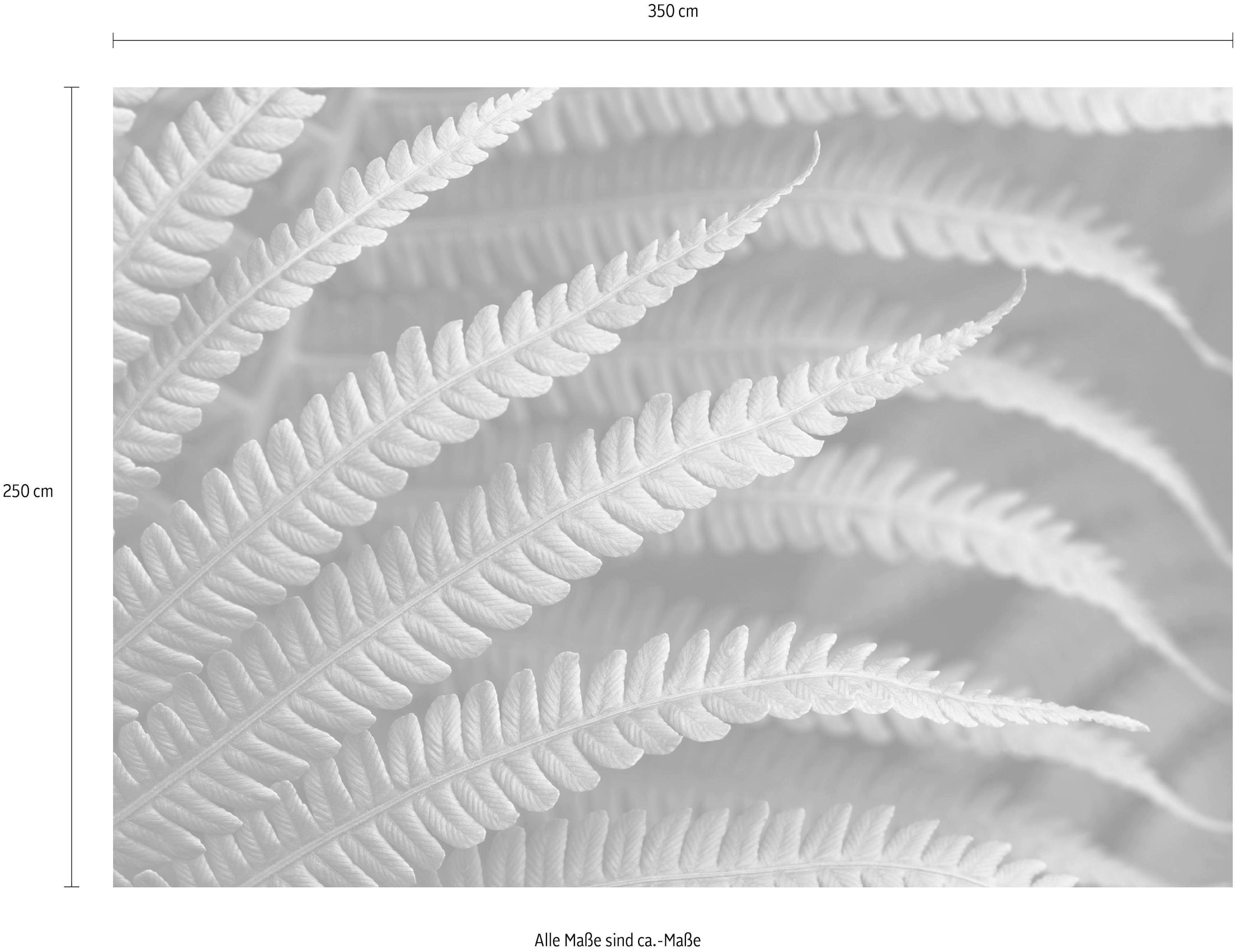 Komar Vliestapete »Digitaldruck Vlies - Farn - Größe 350 x 250 cm«, bedruckt, Wohnzimmer, Schlafzimmer