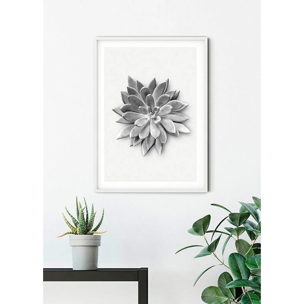 Komar Poster »Succulent Agave«, Pflanzen-Blätter, (1 St.)
