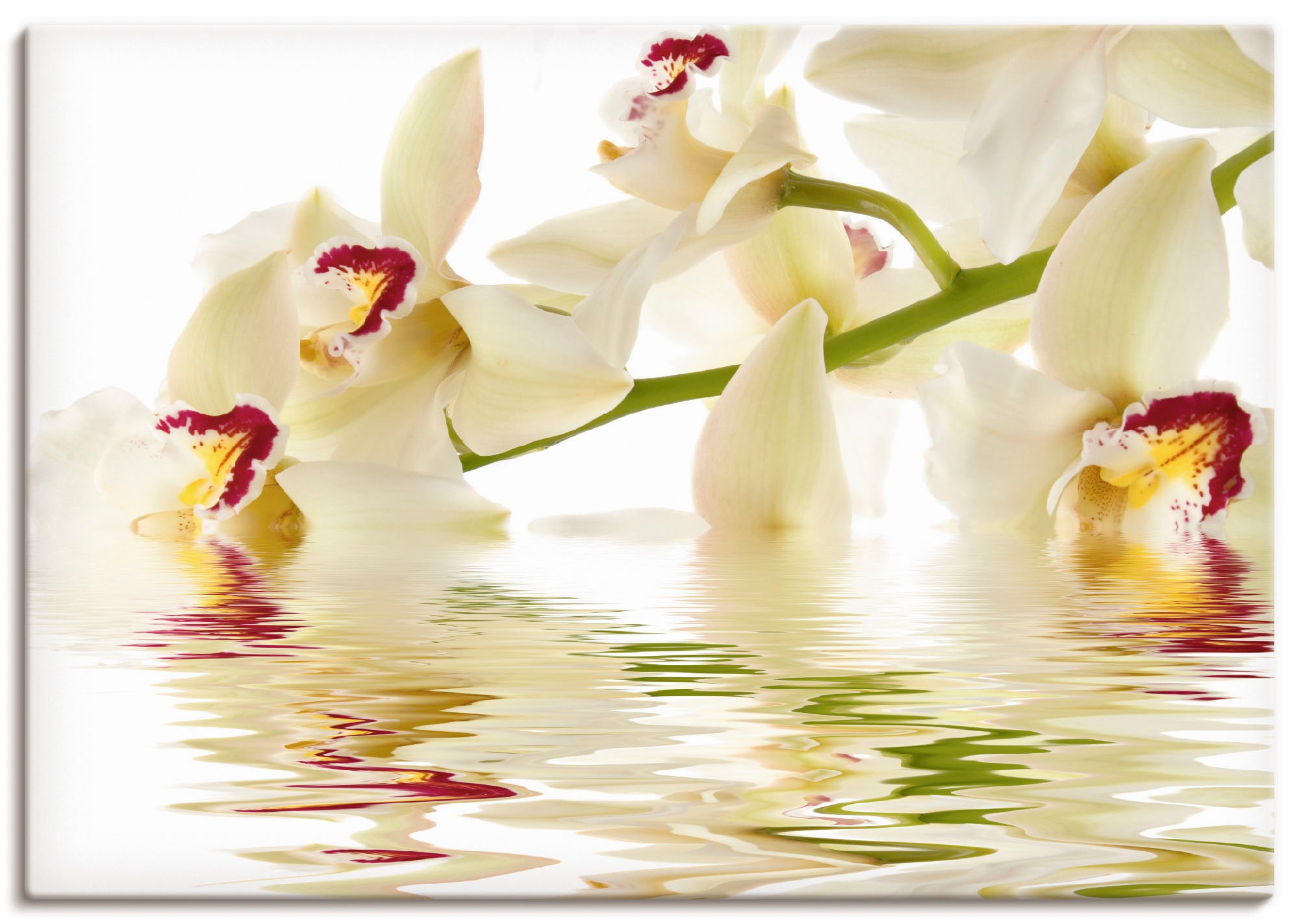 Artland Wandbild »Weiße Orchidee mit Wasserreflektion«, Blumen, (1 St.), als Leinwandbild, Poster in verschied. Größen