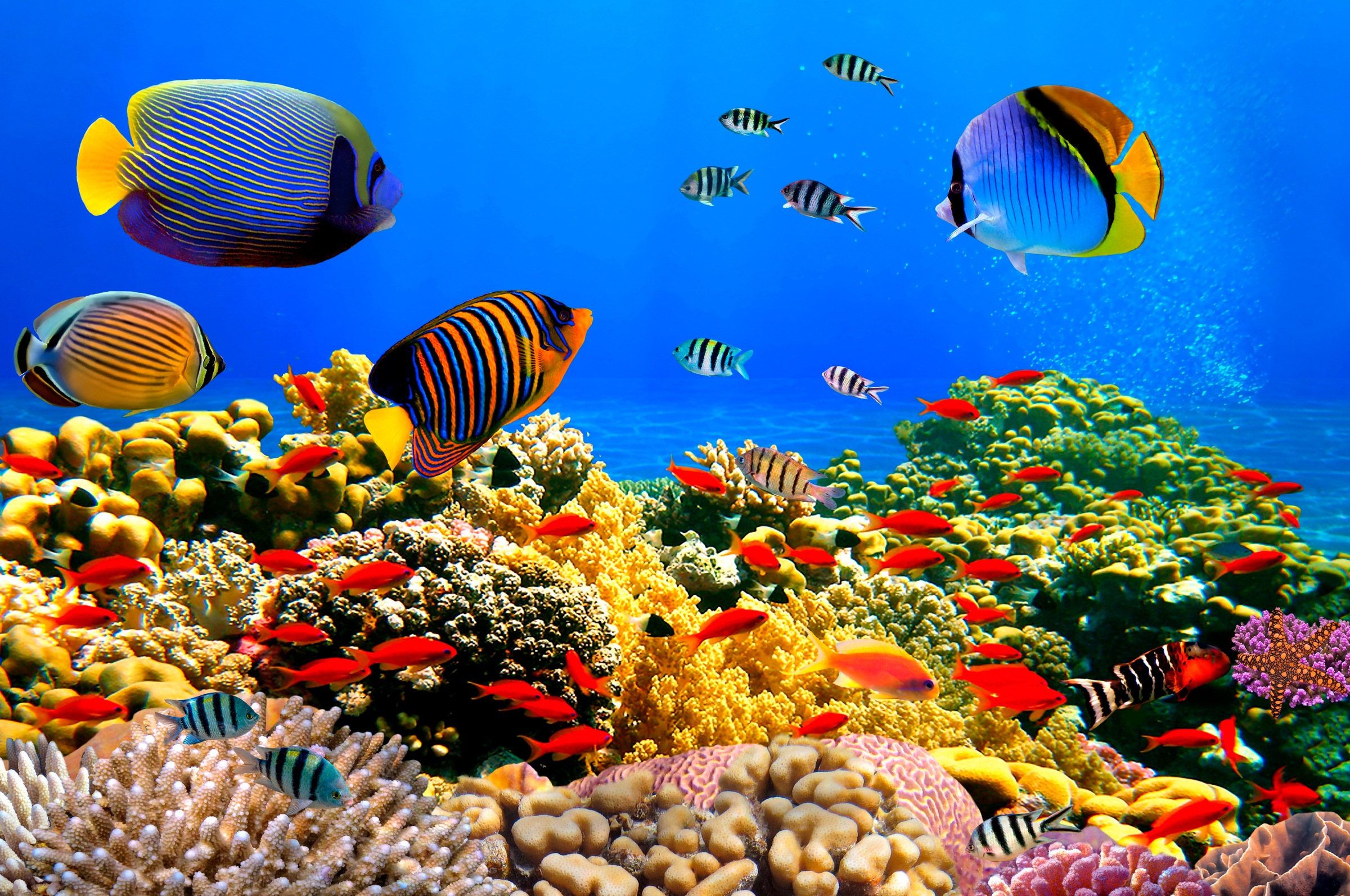 Papermoon Fototapete »Coral Colony Red Sea«