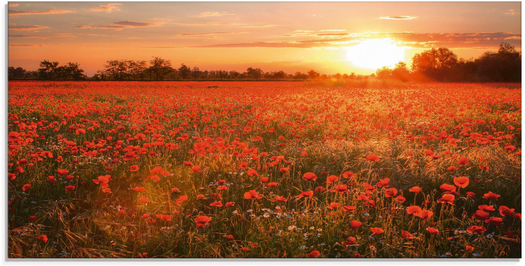 Artland Glasbild »Mohnblumenfeld bei Sonnenuntergang«, Blumen, (1 St.)
