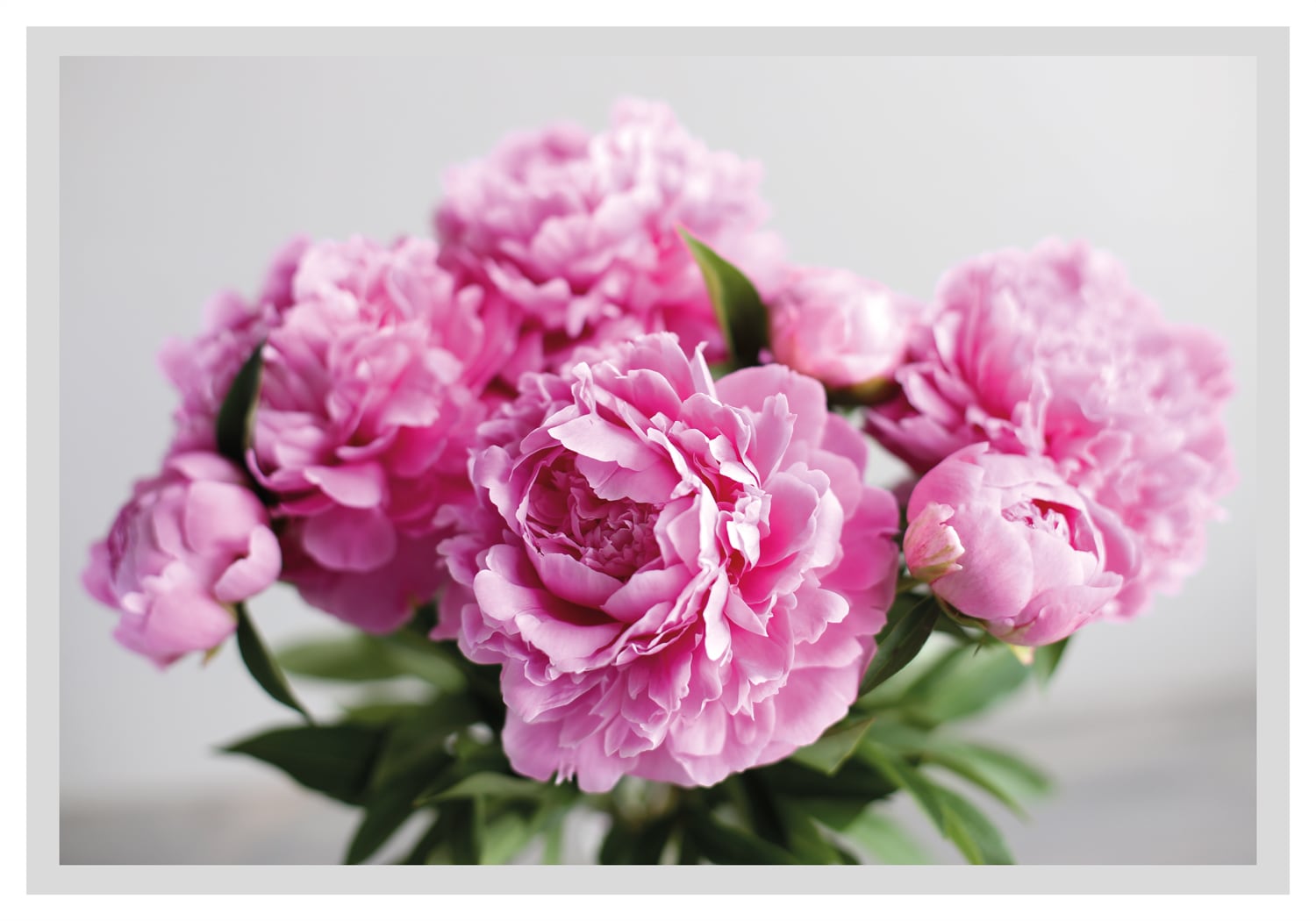 queence Bild »Linn« Blumen | Blumenbilder | Blätter | Foto | Kunst gerahmt