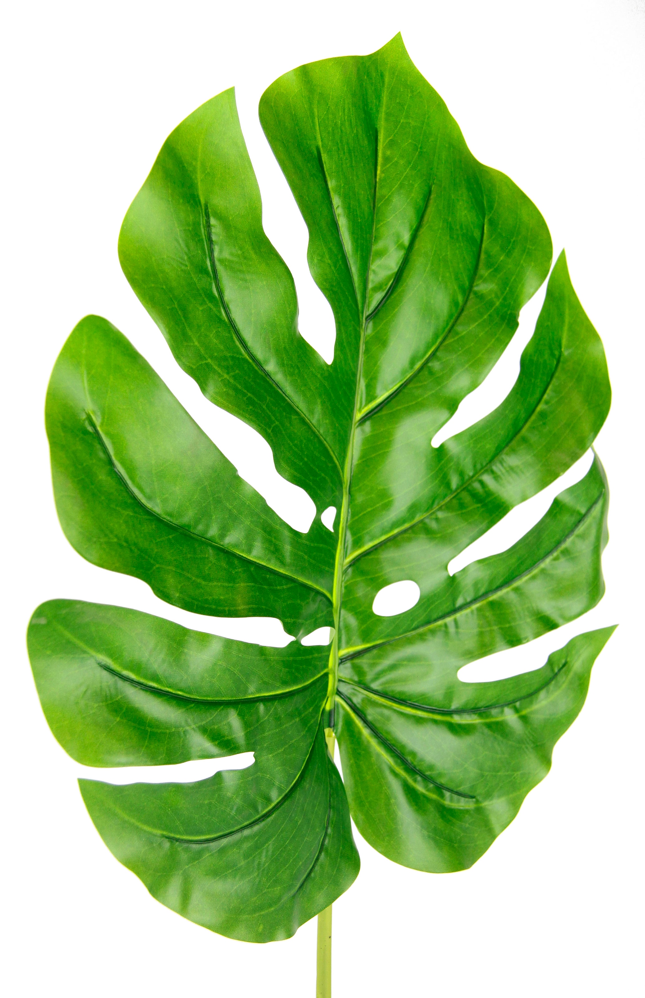 I.GE.A. Kunstpflanze »Splitphiloblatt« Monstera, Kunstzweig, 5er Set