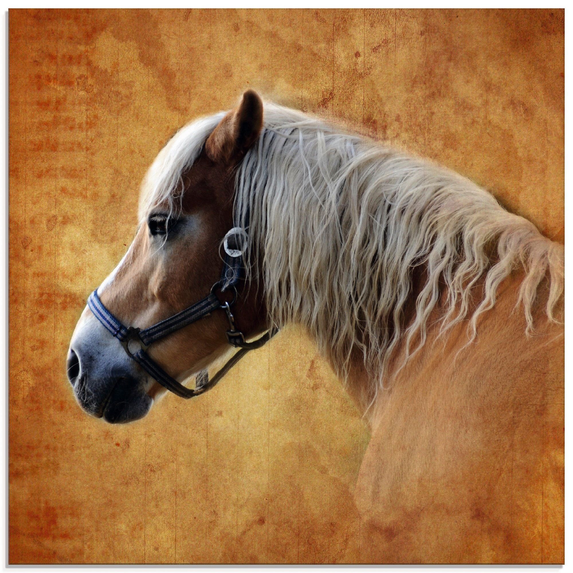 Artland Glasbild »Pferd«, Haustiere, (1 St.)