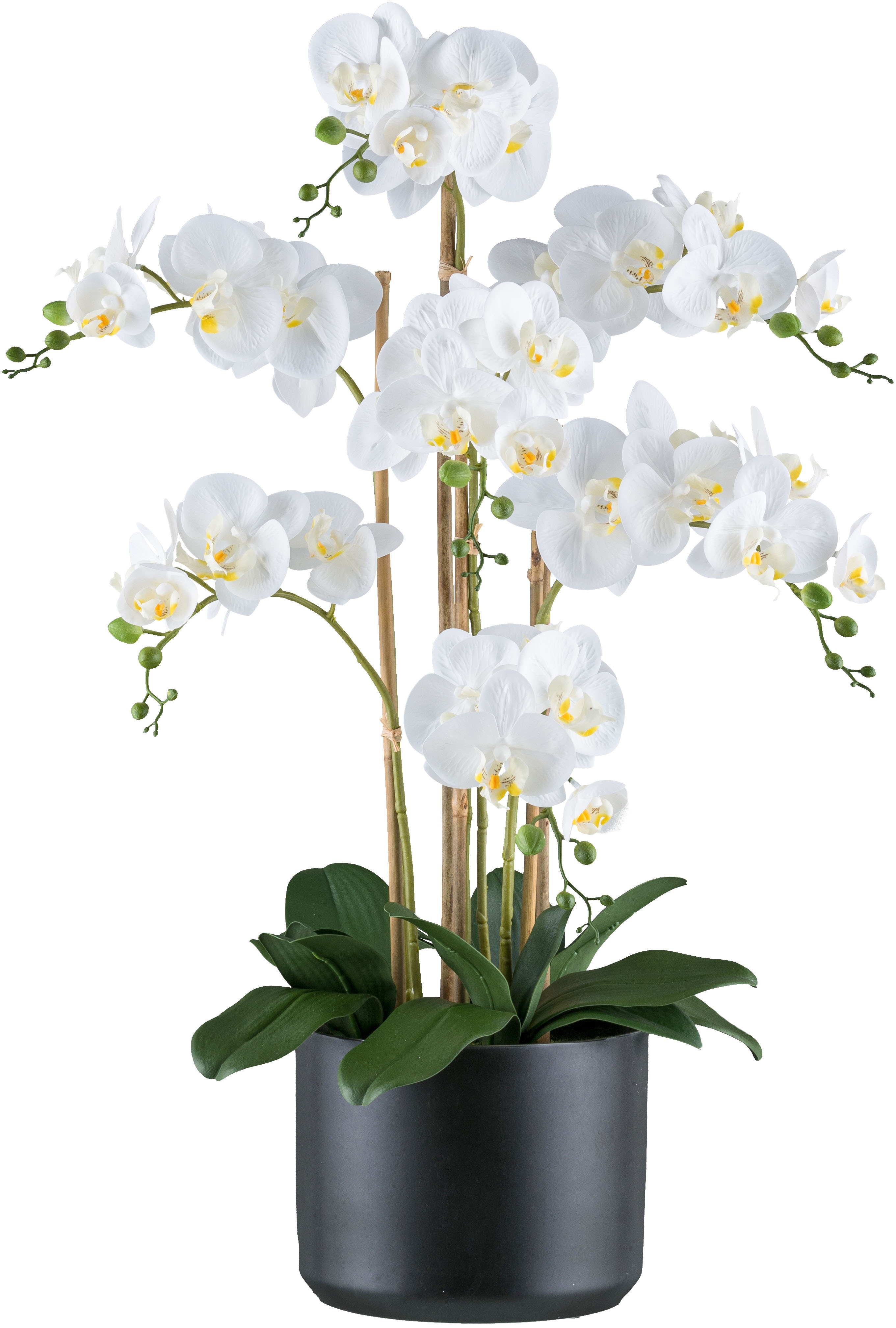 Creativ Green Kunstorchidee »Orchidee Phalaenopsis« mit Keramiktopf in matter Farbgebung in weiß, Größe B/H/L: 77 cm