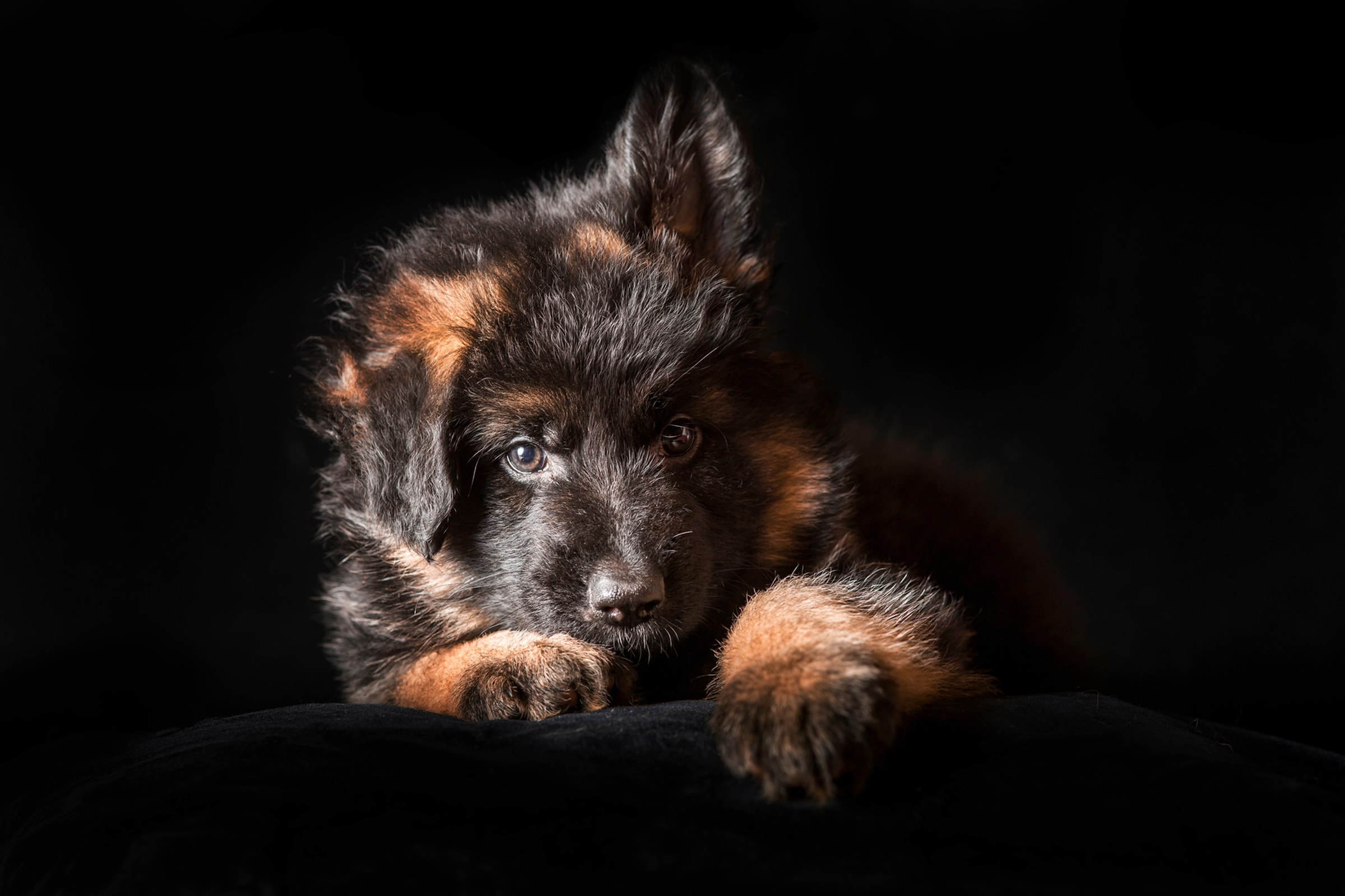 Papermoon Fototapete »SCHÄFER-HUND TIER WELPE PORTRÄT LANGHAARIG STUDIO«