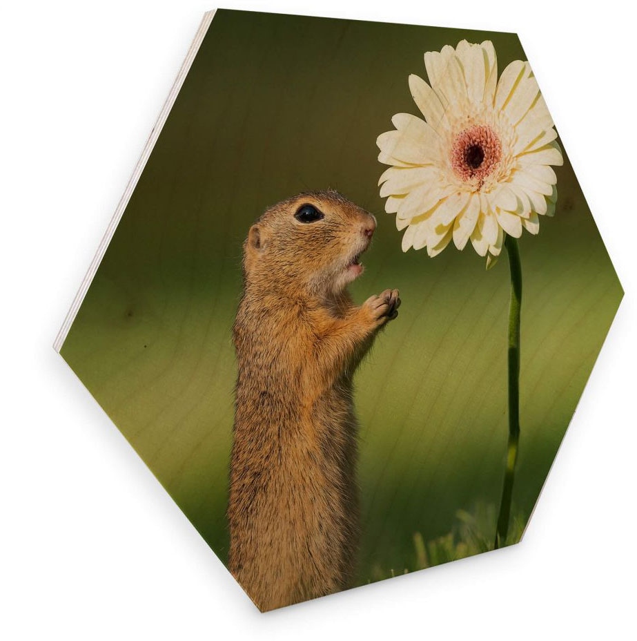 OTTO St.) im (1 Blumen«, Wall-Art Shop Holzbild bestellen Online Holzbild »Eichhörnchen