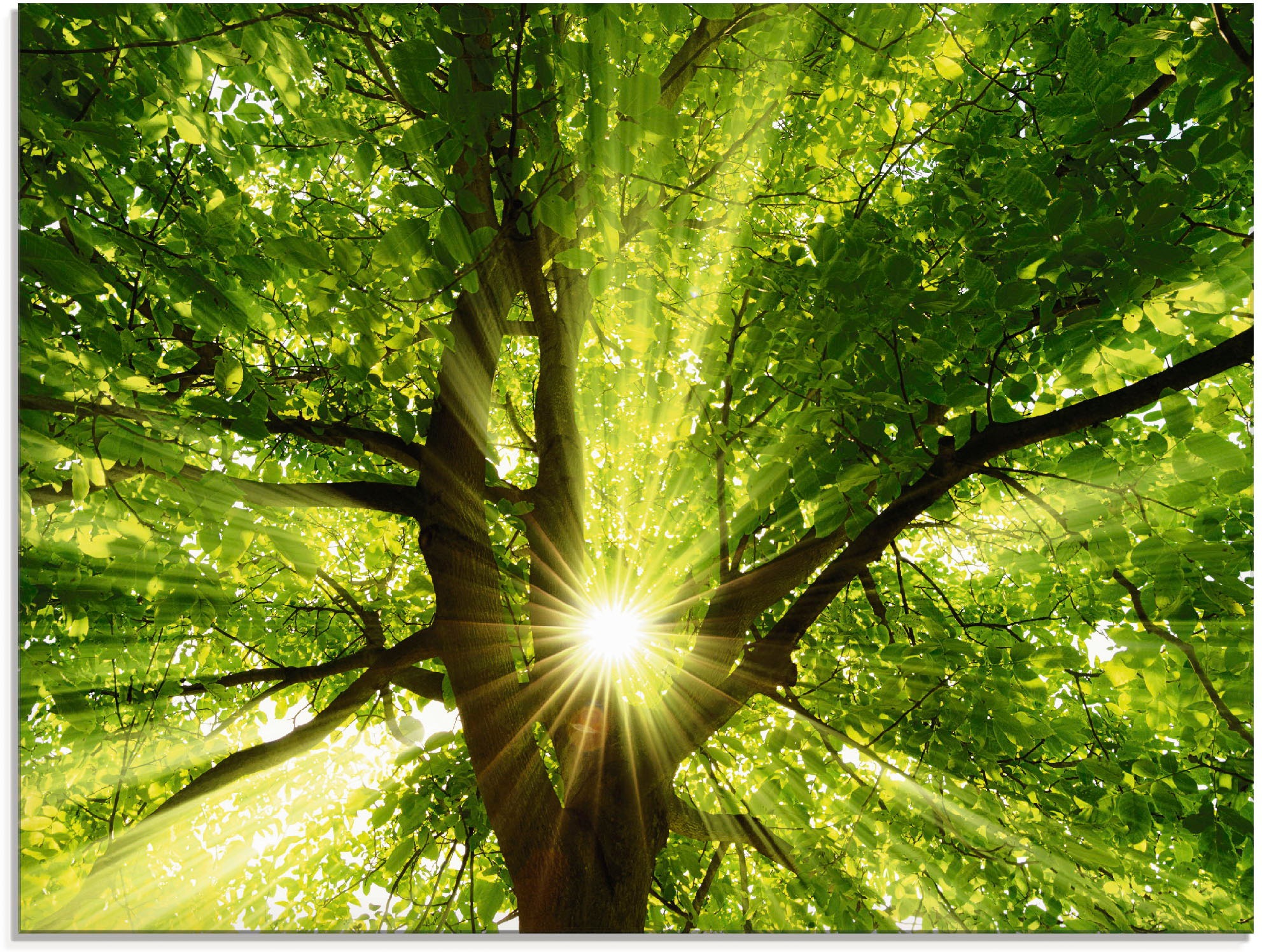 Artland Glasbild »Sonne strahlt explosiv durch den Baum«, Bäume, (1 St.), in verschiedenen Größen