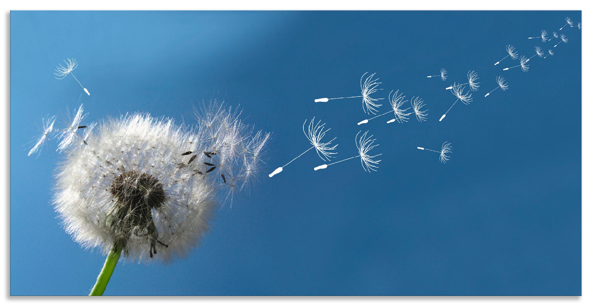 Artland Wandbild Pusteblume Blumen 1 St Als Alubild