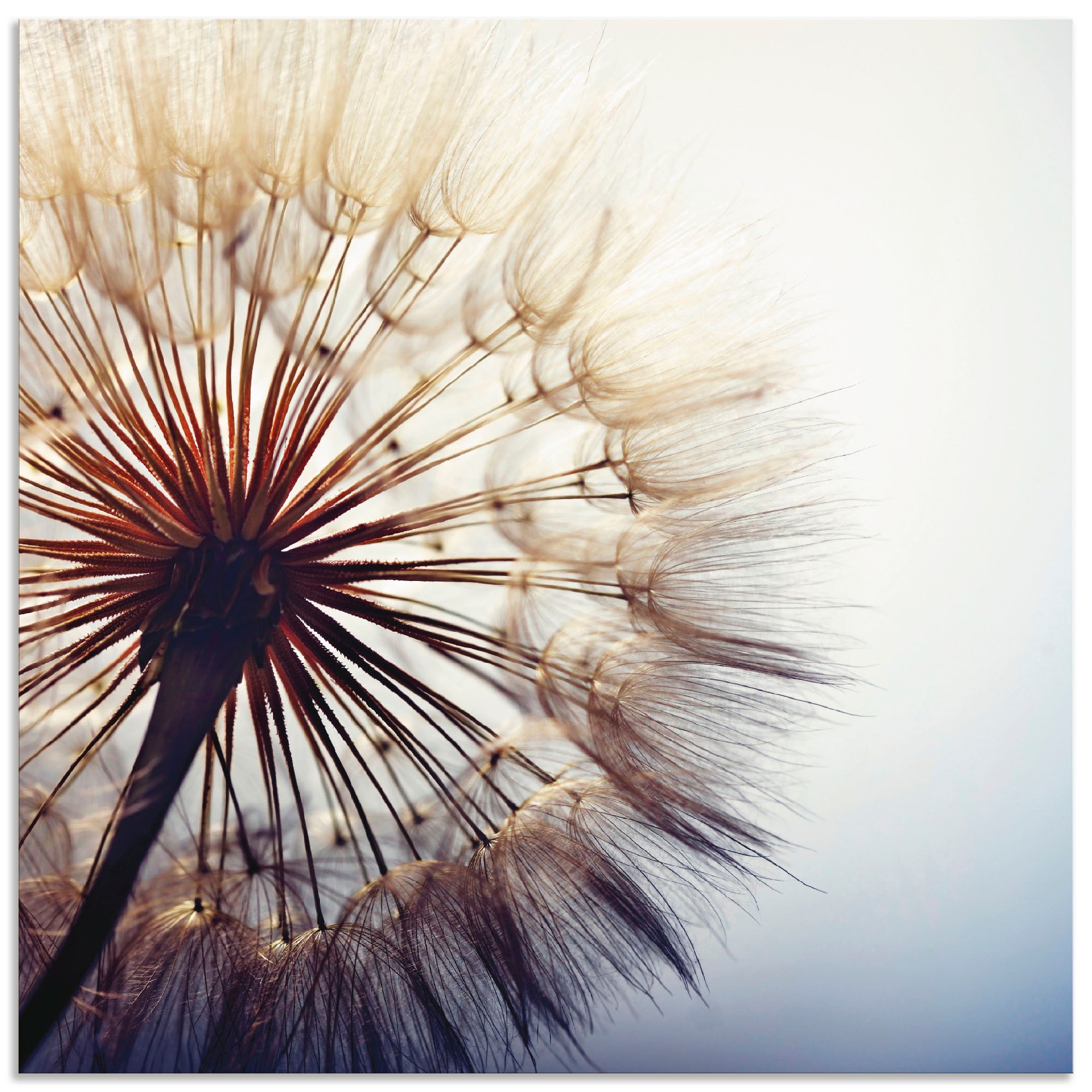 (1 als bestellen online Alubild, versch. »Große in Größen St.), Wandaufkleber Blumen, oder OTTO Leinwandbild, Pusteblume«, Wandbild bei Poster Artland