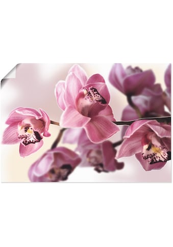 Artland Wandbild »Rosa Orchidee«, Blumenbilder, (1 St.), in vielen Größen &... kaufen