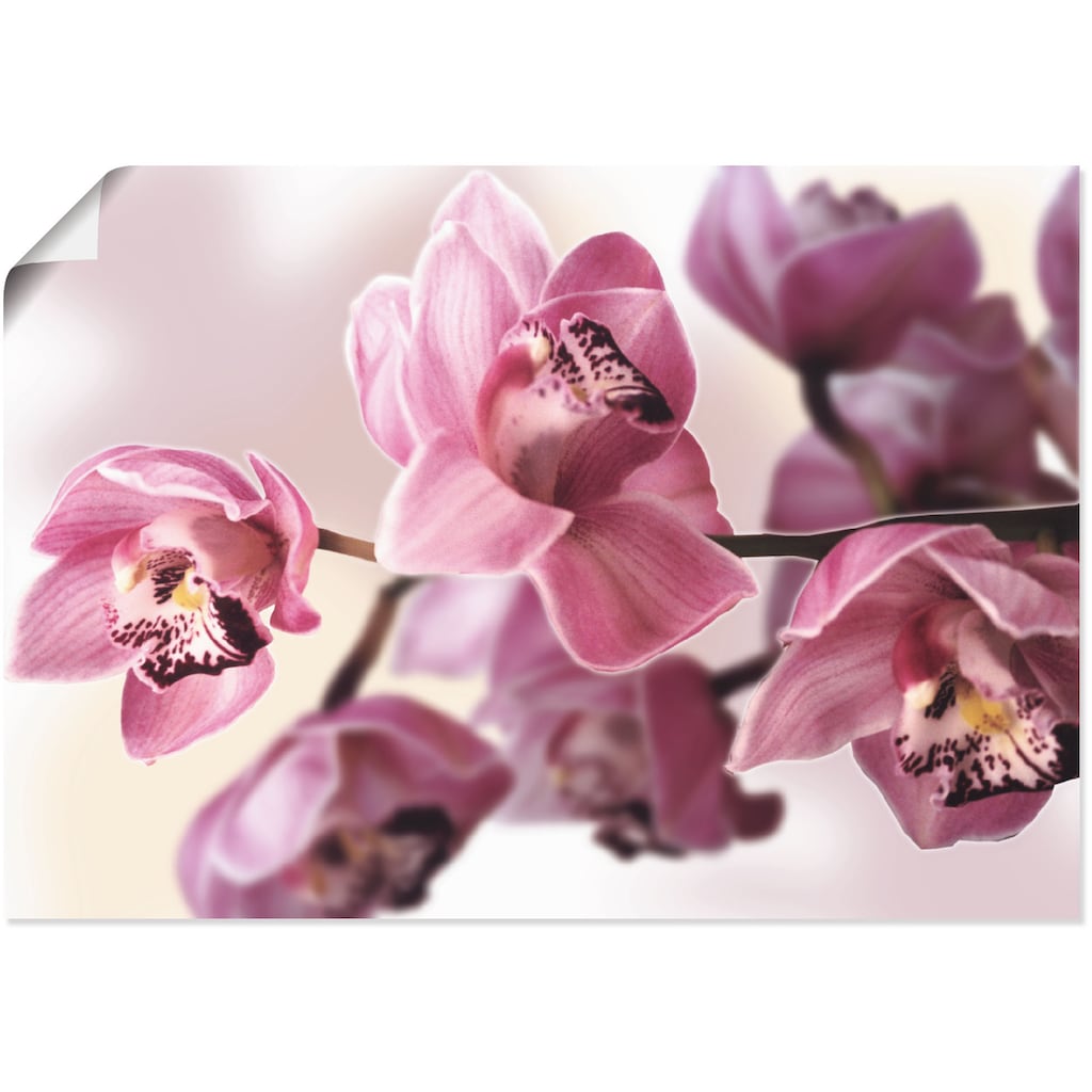 Artland Wandbild »Rosa Orchidee«, Blumenbilder, (1 St.)