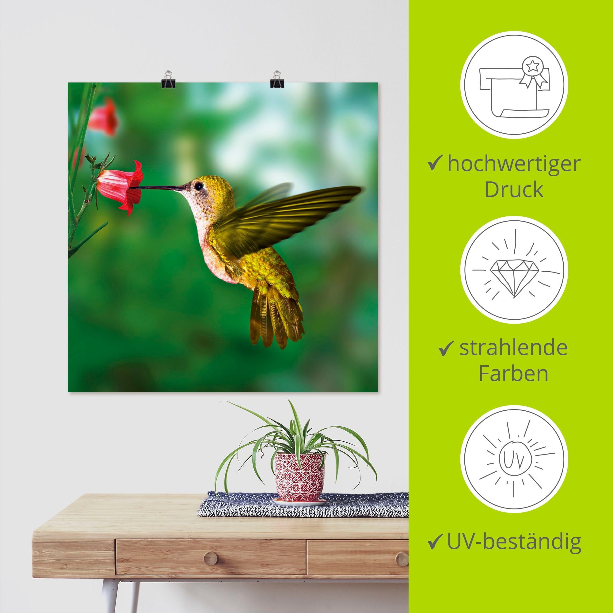 Artland Wandbild »Kolibri«, Vögel, (1 St.), als Alubild, Outdoorbild, Leinwandbild, Poster in verschied. Größen