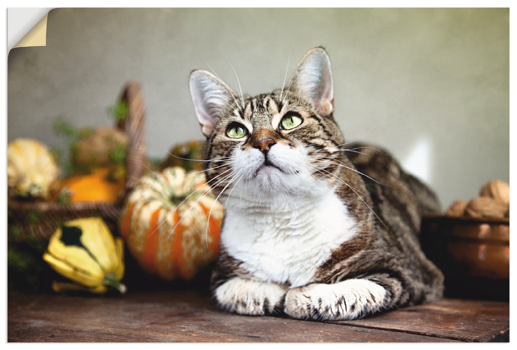 Artland Wandbild »Katze und Herbstdeko«, Haustiere, (1 St.)