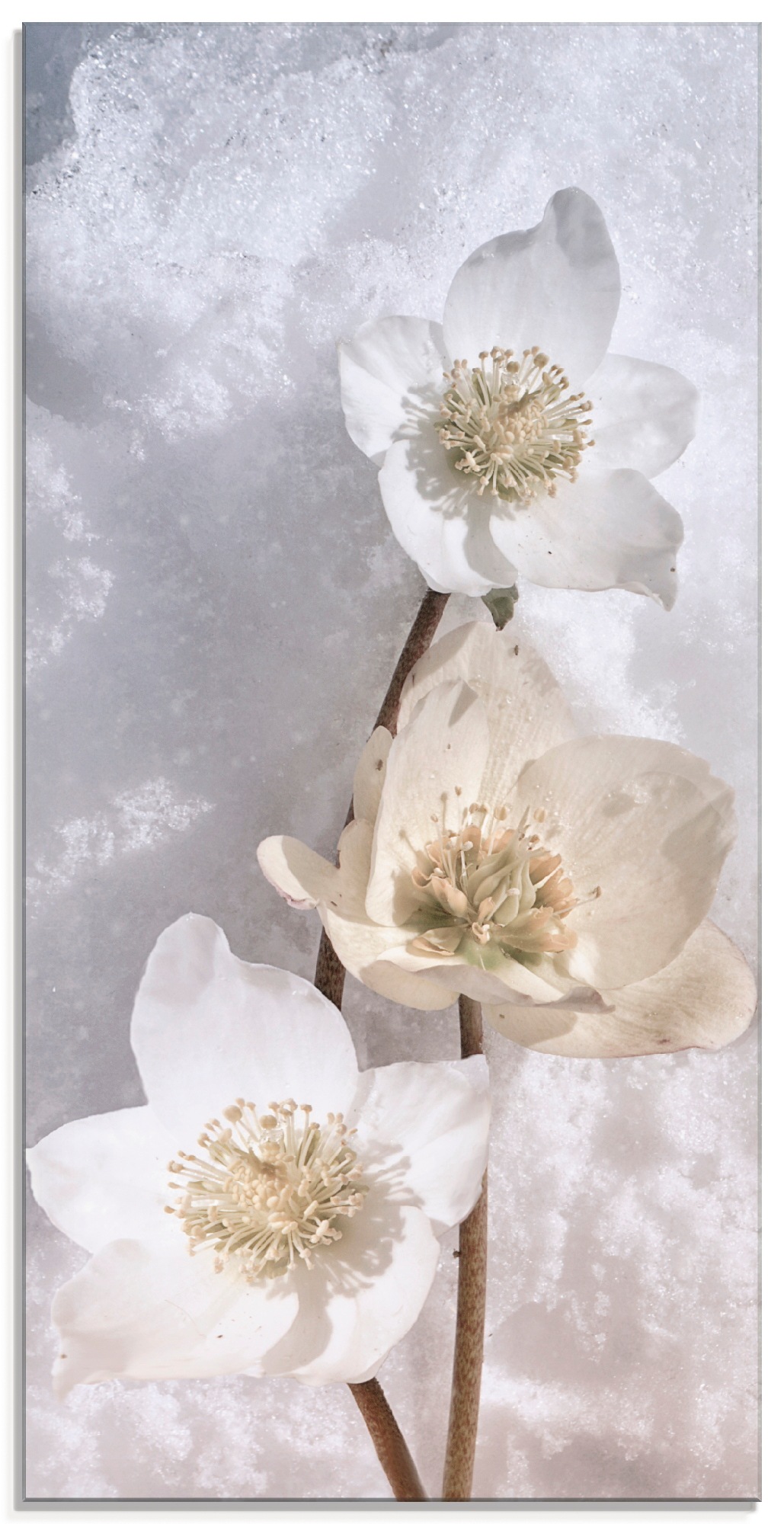 Artland Glasbild »Christrose im Schnee«, Blumen, (1 St.)