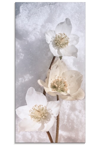 Glasbild »Christrose im Schnee«, Blumen, (1 St.)