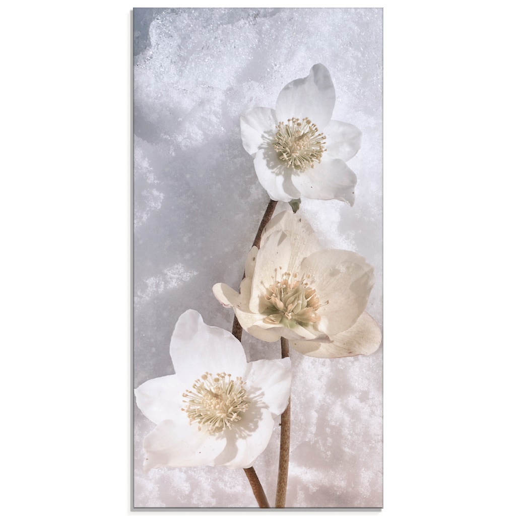Artland Glasbild »Christrose im Schnee«, Blumen, (1 St.)