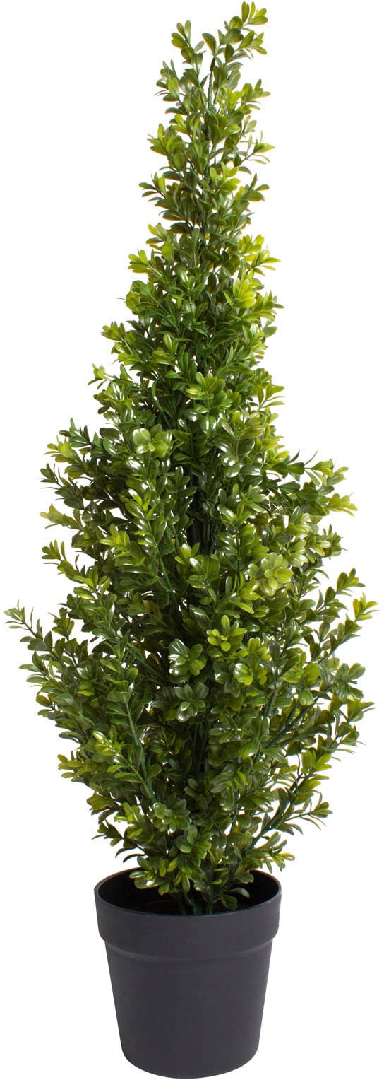 Botanic-Haus Künstliche Zimmerpflanze »Buchsbaum (1 im Shop Topf«, im OTTO Online St.) bestellen