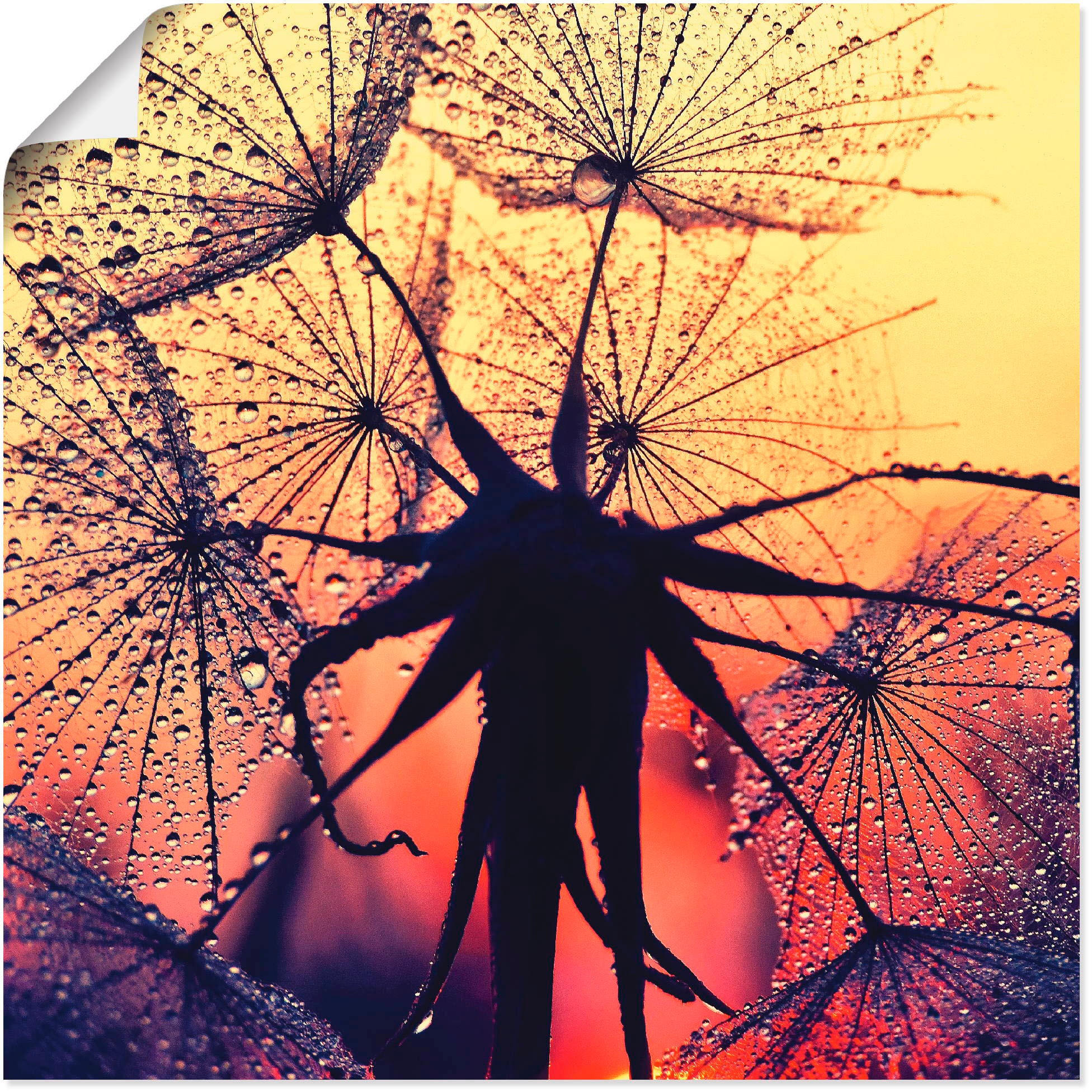 Artland Wandbild »Pusteblume im Sonnenuntergang«, Blumen, (1 St.), in vielen Größen & Produktarten - Alubild / Outdoorbild für den Außenbereich, Leinwandbild, Poster, Wandaufkleber / Wandtattoo auch für Badezimmer geeignet