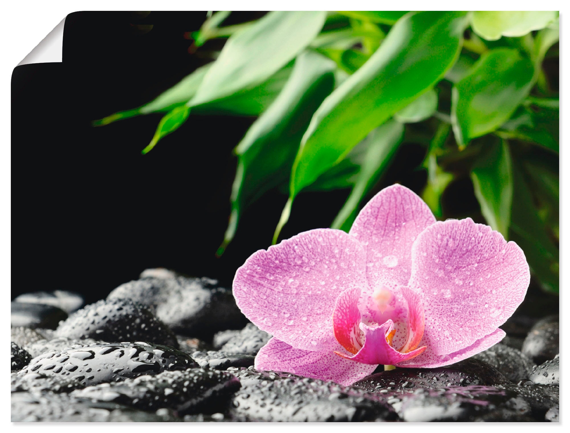 Artland Wandbild »Rosa Orchidee auf schwarzen Zen Steinen«, Blumen, (1 St.), als... kaufen