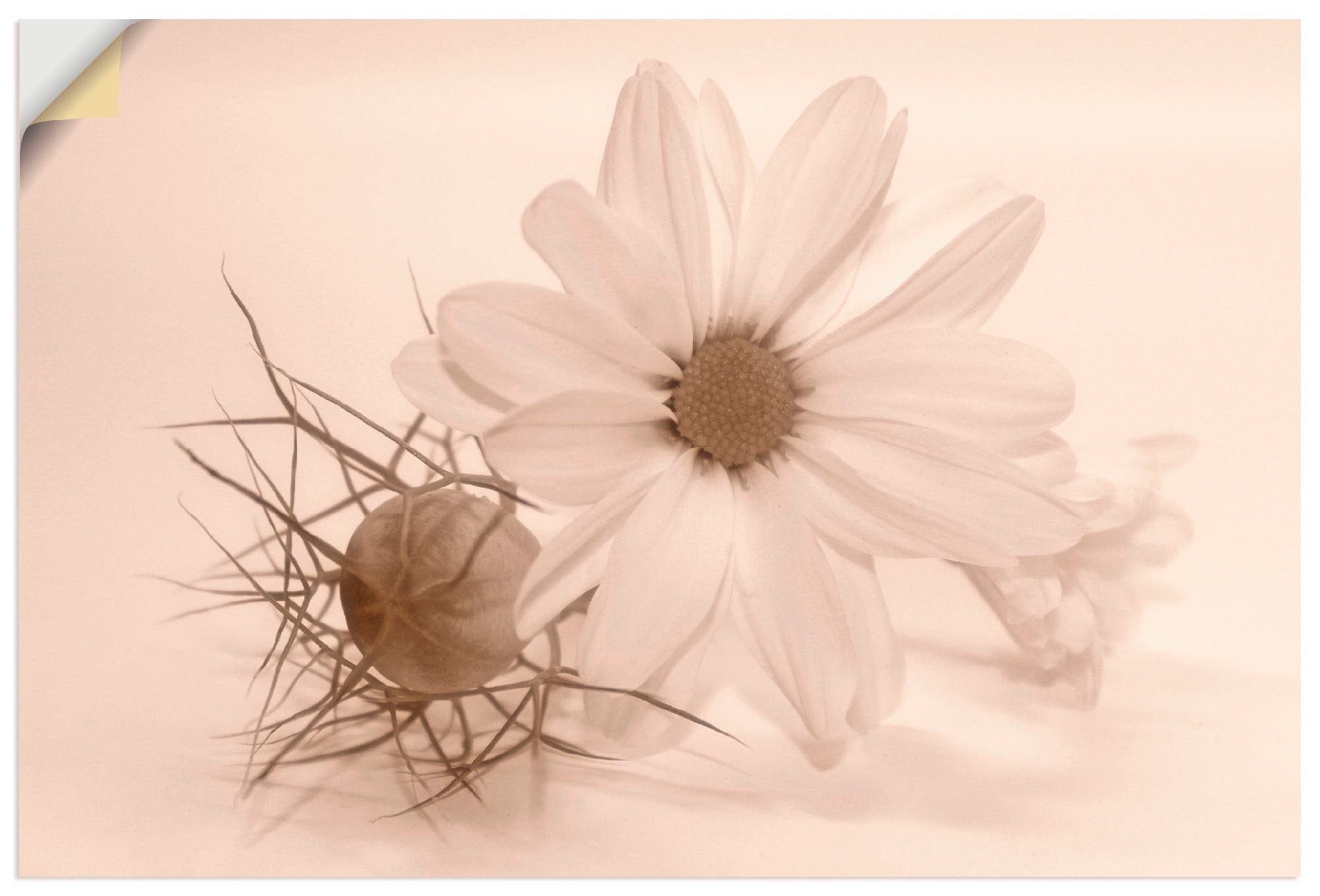 Artland Wandbild »Chrysantheme«, Blumen, (1 St.), in vielen Größen & Produktarten - Alubild / Outdoorbild für den Außenbereich, Leinwandbild, Poster, Wandaufkleber / Wandtattoo auch für Badezimmer geeignet