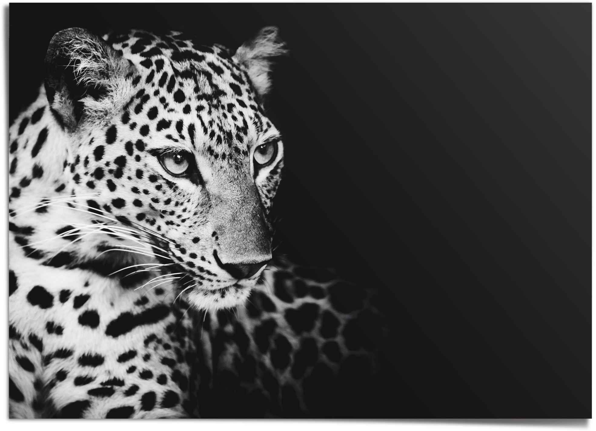 Reinders! Poster »Leopard«