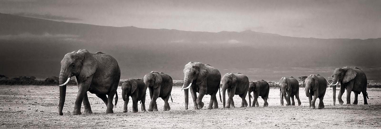 Wandbild »Elefantenparade«