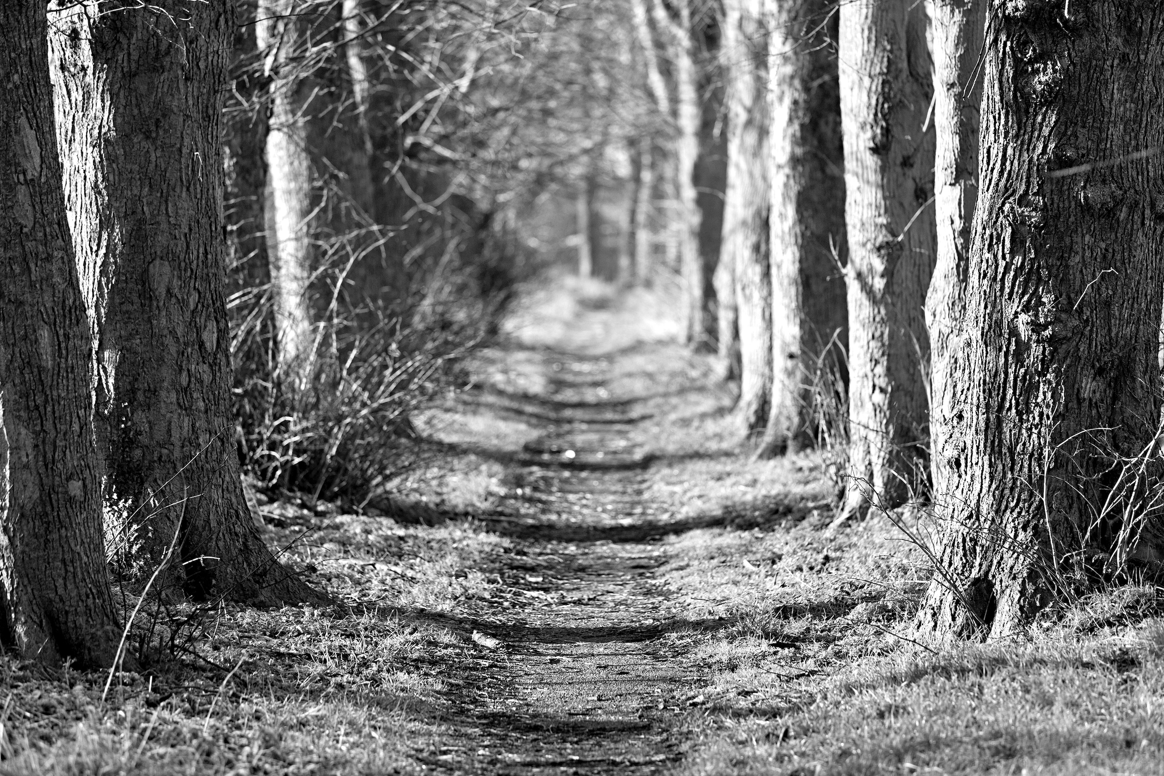Papermoon Fototapete »Waldweg Schwarz & Weiß«